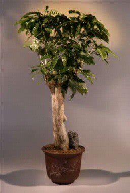 Great Coffee Tree Bonsai Don t miss out | leafyzen