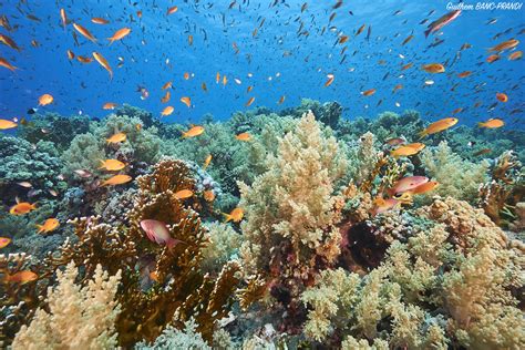 Transnational Red Sea project that could help save Earth’s coral reefs ...