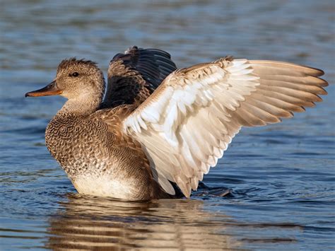 Gadwall - eBird