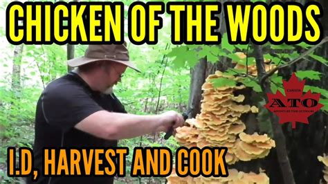 How to I.D and cook Chicken of the Woods - YouTube