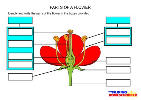 Parts Of The Flower Worksheet For Kids