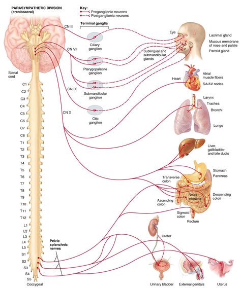 HumanNervesSpinalGenital - ahuman - Human Spinal Lumbosacral Nerves ...