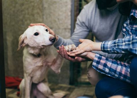 Shelter Dogs: What To Look For In The Dog & The Shelter