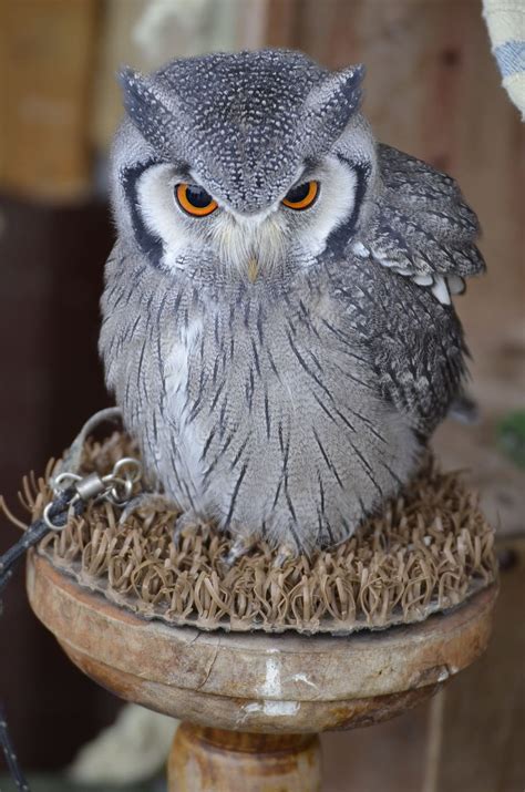 HD wallpaper: selective focus photography of gray bird, eagle owl ...