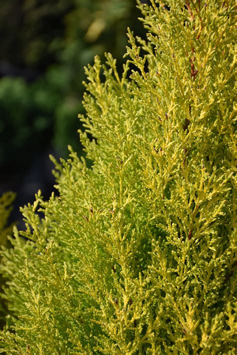 Wilma Goldcrest Monterey Cypress (Cupressus macrocarpa 'Wilma Goldcrest ...