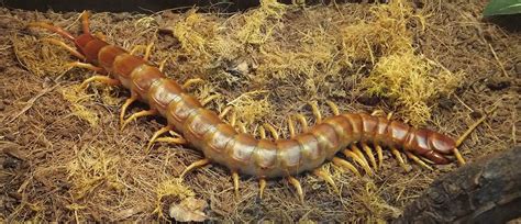 Amazonian Giant Centipede | The Animal Facts | Appearance, Diet, Habitat