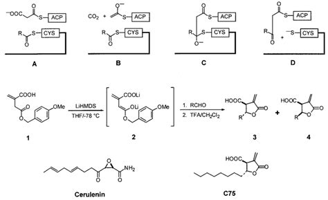 Proposed mechanism of chain elongation in fatty acid biosynthesis and ...