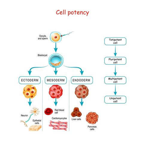 Unipotent Stem Cells Definition