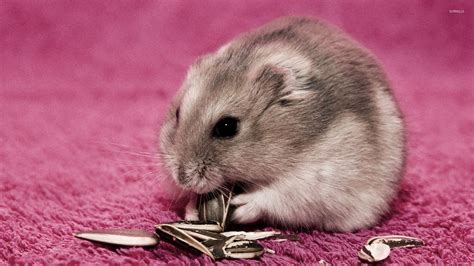 Hamster eating sunflower seeds wallpaper - Animal wallpapers - #29553