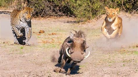 Warthog Adventure! The Sly Warthog Fights Alone And Knock Down Africa's ...