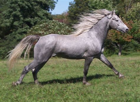 Morgan Colors- Gray Morgan Horses | Horses, Morgan horse, Pretty horses