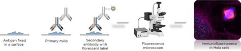 Immunofluorescence protocol for culture cells. EuroMAbNet