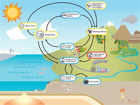 Respiration - Understanding Global Change