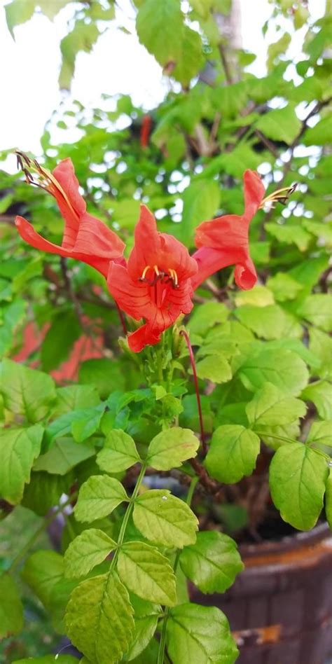 Cape Honeysuckle Seeds 20 | Etsy | Seeds, Seed pods, Honeysuckle