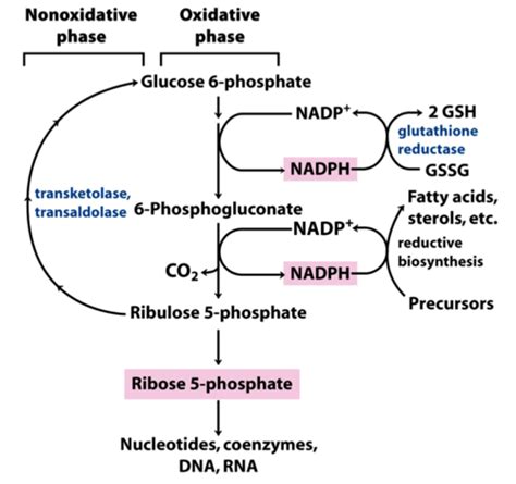 Pentose Phosphate Pathway Flashcards | Quizlet