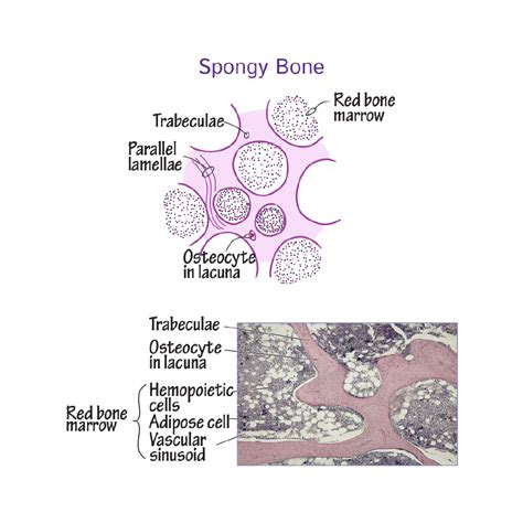 Histology Glossary: Histology - Spongy Bone | Draw It to Know It