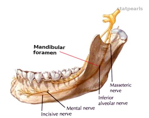 [Figure, Mandibular foramen Image courtesy O.Chaigasame] - StatPearls ...