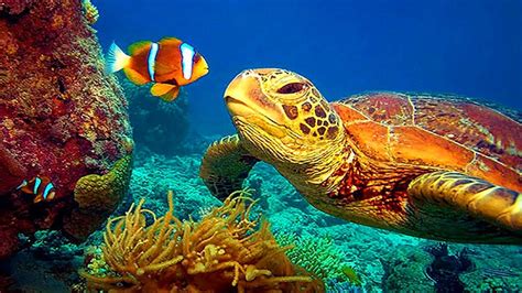 Stunning 4K Underwater footage - Colorful Sea Life Video - Download ...