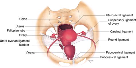 Cardinal Ligament Ureter