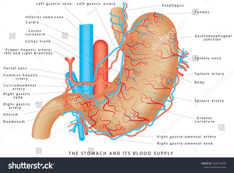 Vektor Stok Stomach Blood Supply Stomach Vasculature Stomach (Tanpa ...