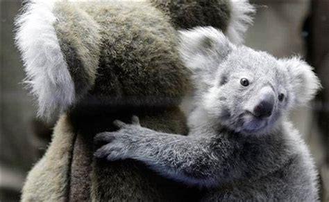 Image: Baby Koala hugging soft toy goes viral on the Internet - Photos ...