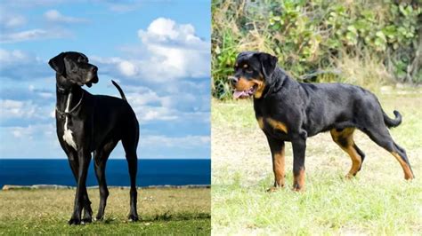 The Rottweiler Mixed With Great Dane - Rottweiler Expert