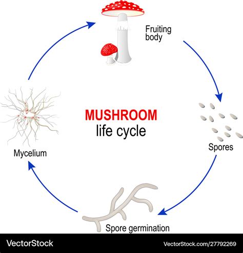 Mushroom life cycle from spores to mycelium Vector Image