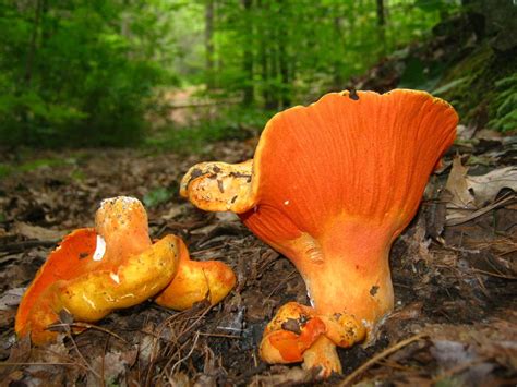 lobster mushroom (A Field Guide To Edible Mushrooms In Ontario ...