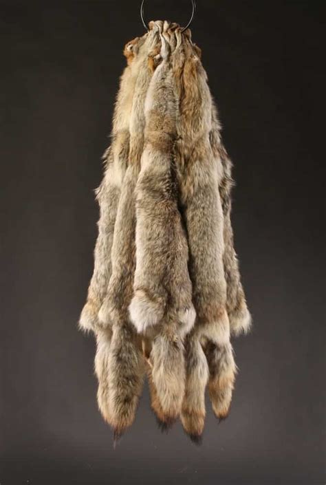 Naturally Colorful and Unique | Coyote Pelt | Merlin's Hide Out