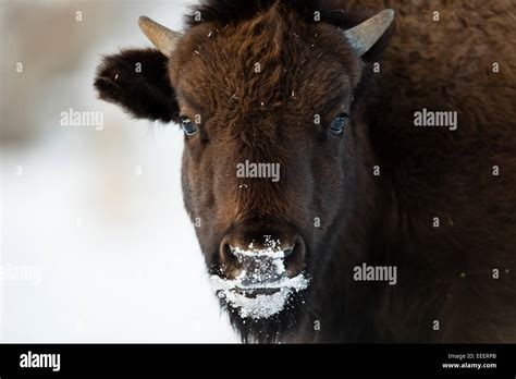 YELLOWSTONE, USA American bison (bison bison) in snow Stock Photo - Alamy