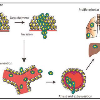 Metastatic process Role of Biomarkers in Colorectal Cancer Biomarkers ...