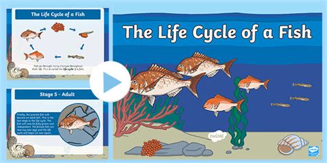 Life Cycle of a Fish PowerPoint (teacher made)