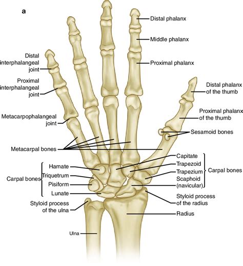 View Anatomy Of Hand Background