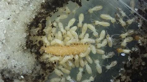 Termite colony - Entomology Today