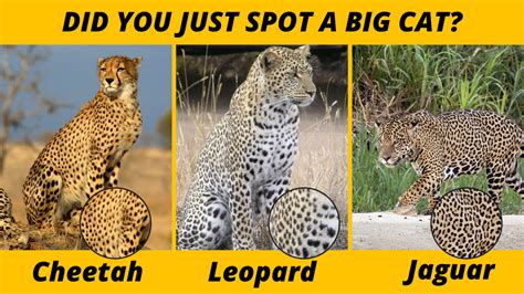 Did You Just Spot a Cheetah a Leopard and a Jaguar - Starry Stories