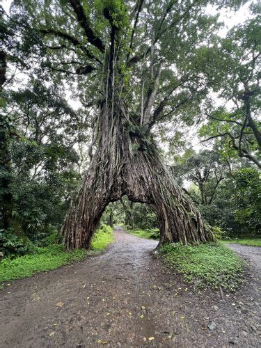 Best Hikes and Trails in Arusha National Park | AllTrails