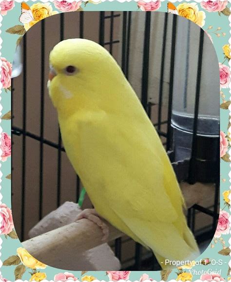 Gorgeous lutino budgies | in Stoke-on-Trent, Staffordshire | Gumtree