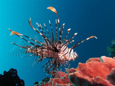 The Circle of Life: Understanding Lionfish Life Cycles – oceanbites