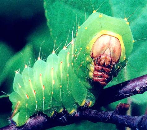 Luna Moth Larvae - All About Worms