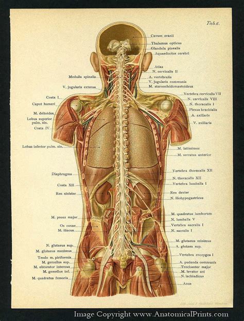 Female Back Anatomy Diagram ~ Diagram Of Female Lower Back Muscles ...