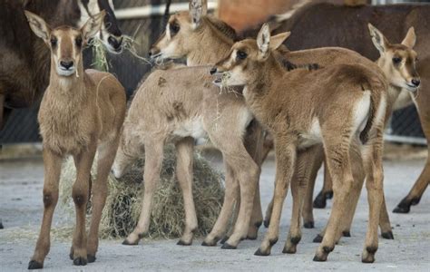 5 baby sable antelopes will make their public debut at Animal Kingdom ...