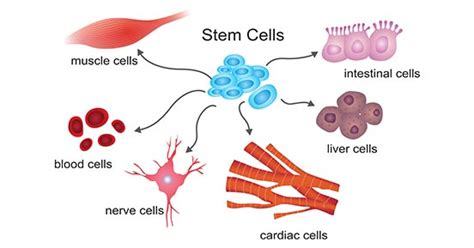 Get an Overview of Cell Differentiation- CUSABIO