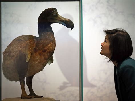 Why The Dodo Went Extinct