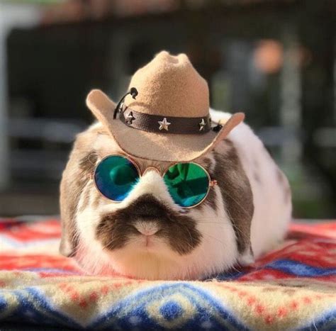 Rockstar Sunglasses for Rabbits & Bunnies | Cute baby bunnies, Pet ...