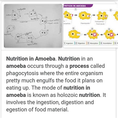 Explain the process of nutrition in amoeba? - Brainly.in