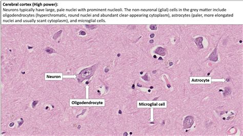 Cerebral Cortex Histology Labeled – NBKomputer