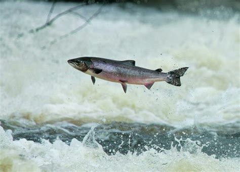 Wild salmon - Scottish pledges to tackle declining stocks