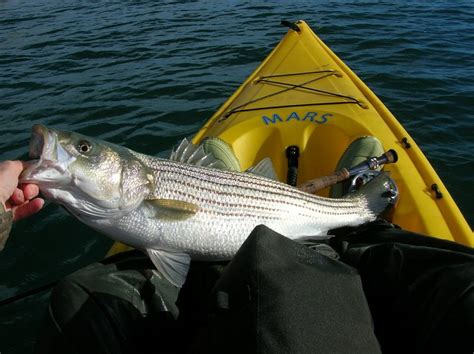 Striped Bass Fishing, It Doesn't Get Any Better!