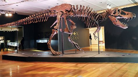 T-Rex skeleton named Stan breaks dinosaur fossil record with £24.5m ...