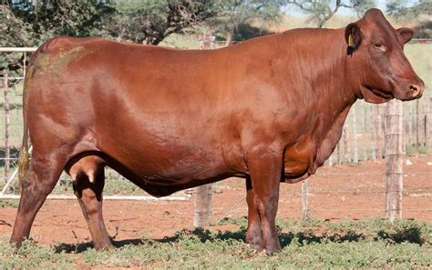 22. NGO 02-0010 - ELITE GOLD | Dairy breeds, Breeds, Cattle